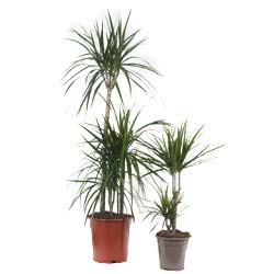 Dracaena marginata / Dracaena marginata